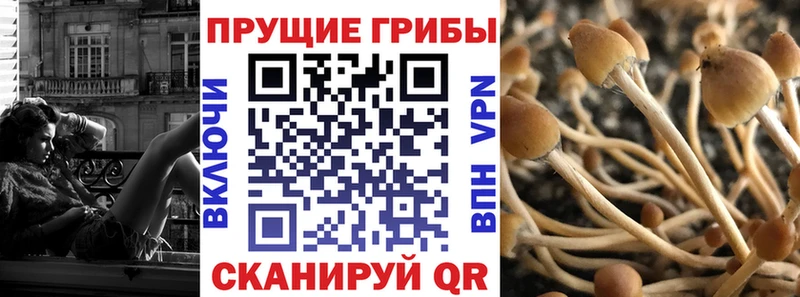 блэк спрут вход  Кулебаки  Галлюциногенные грибы прущие грибы 